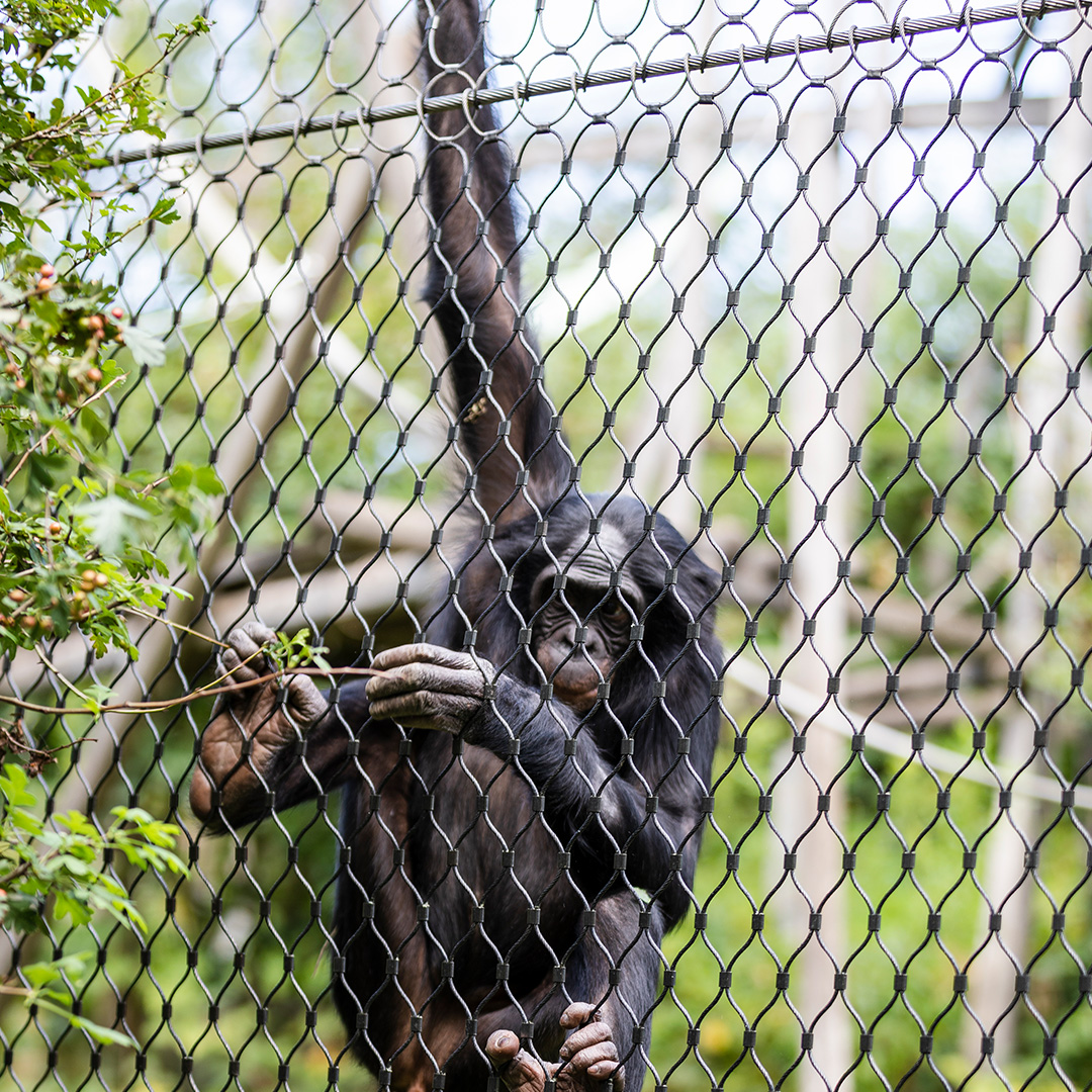 Affe-1080x1080